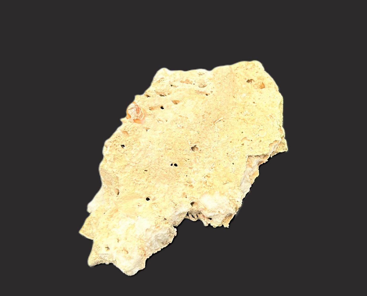 Real Reef Live Rock for Saltwater Aquariums Style C