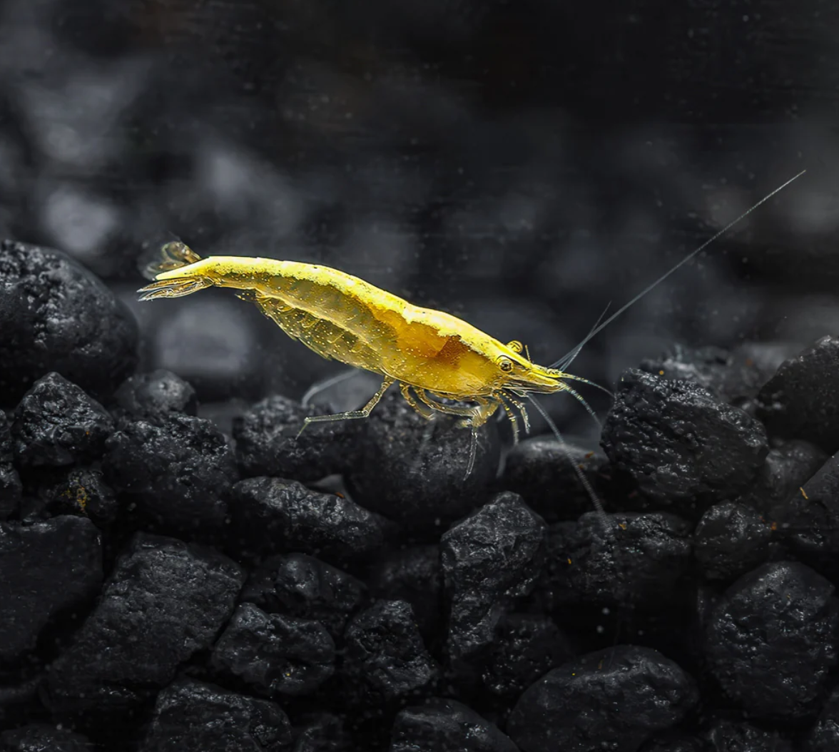 Neon Yellow Shrimp