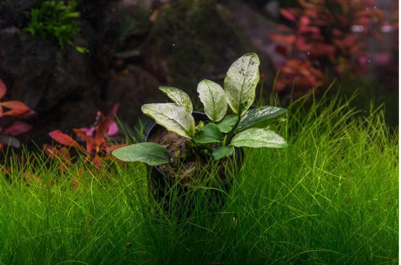 Anubias Nana Pinto