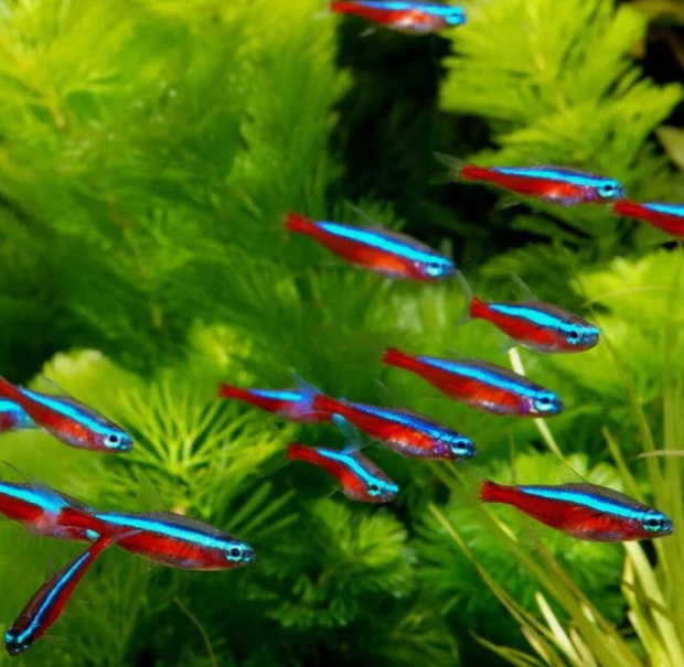 Cardinal Tetra