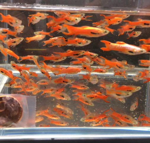 Red Scarlet Endler (Males)