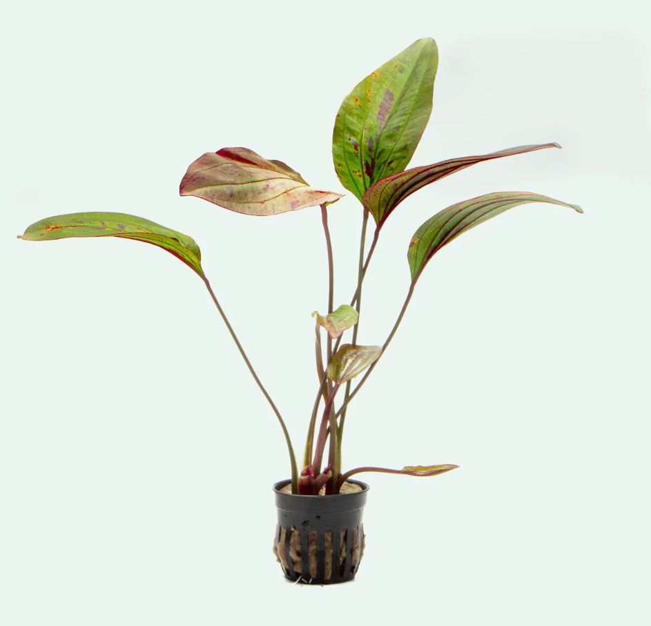 Ozelot Red Sword (Echinodorus Ozelot)