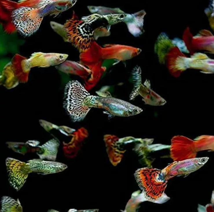 Assorted Fancy Guppies
