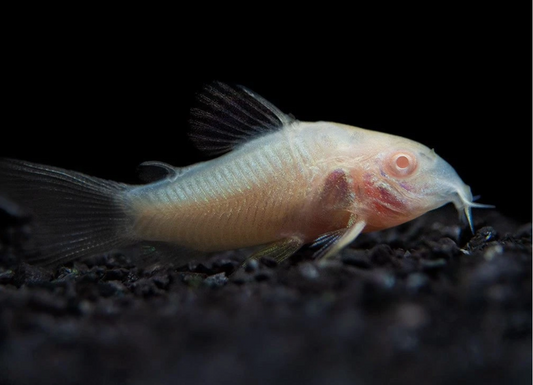 Albino Cory Catfish (Corydoras)