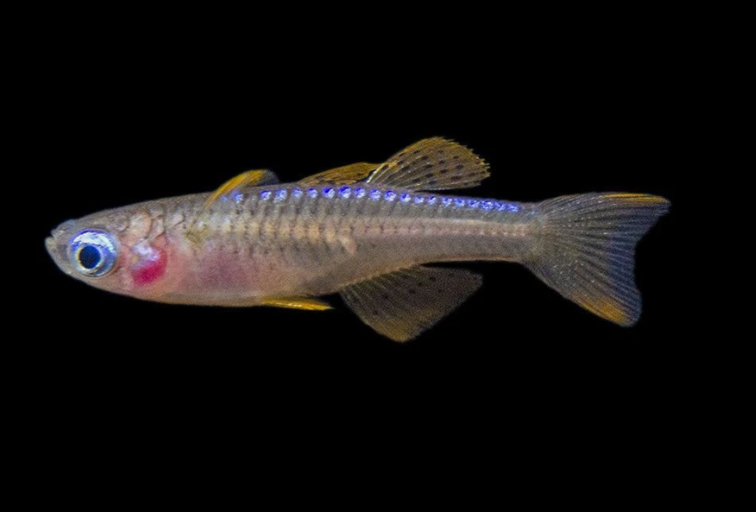 Red Neon Blue Eye Rainbowfish