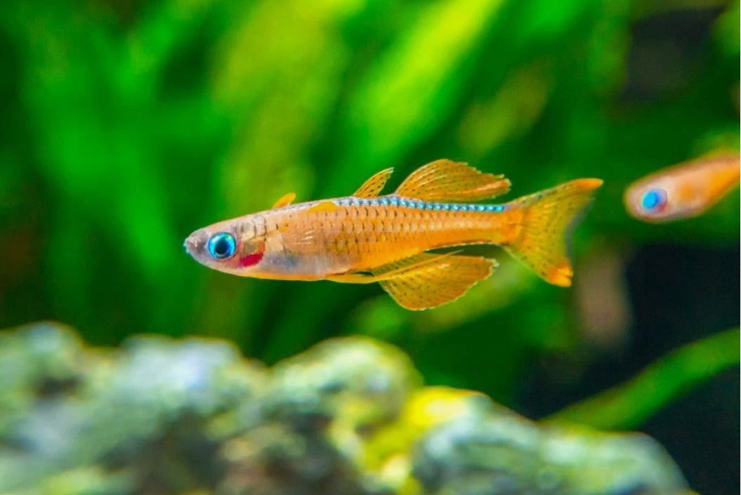 Red Neon Blue Eye Rainbowfish
