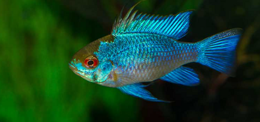 Electric Blue Rams