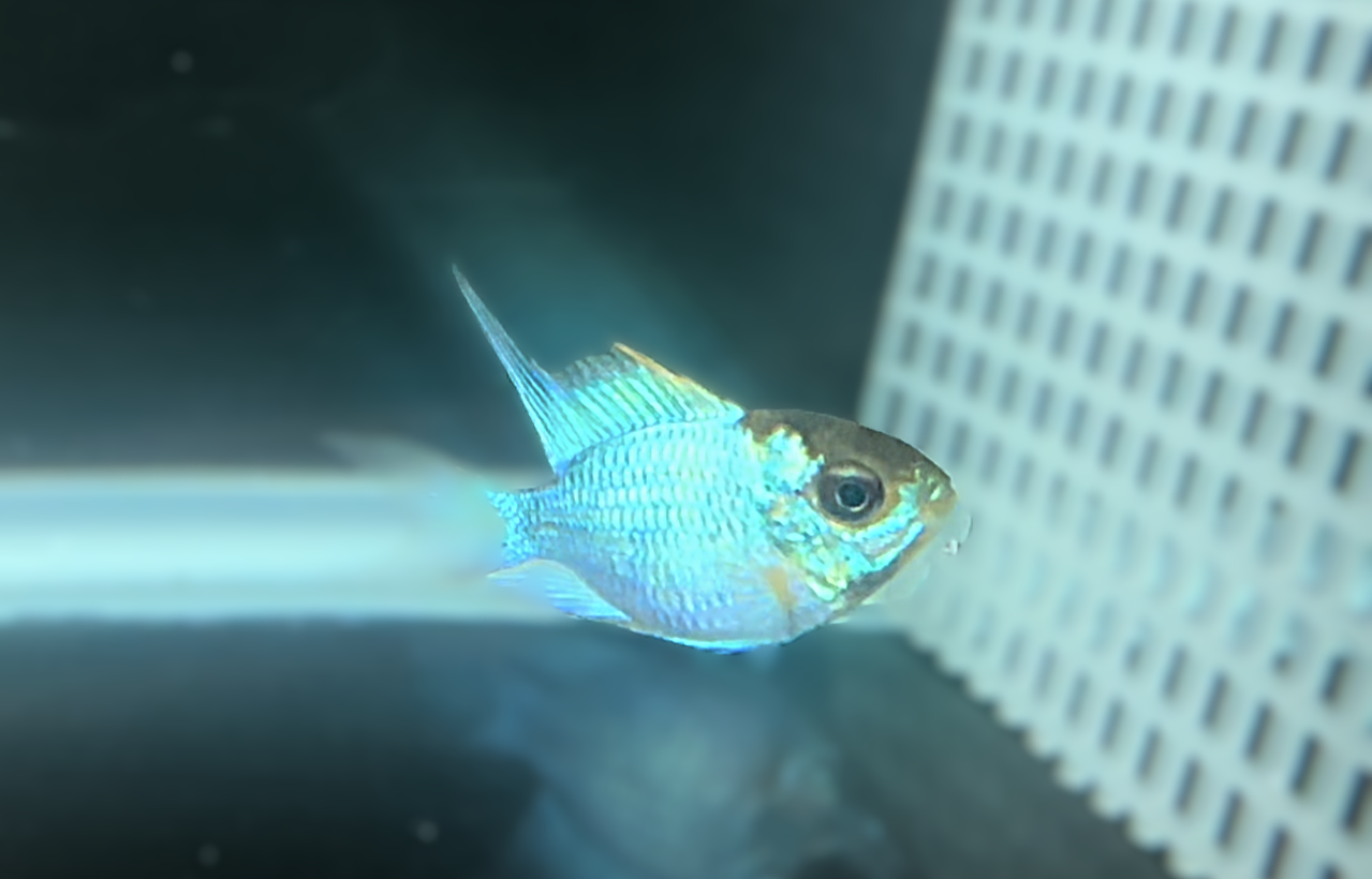 Electric Blue Rams