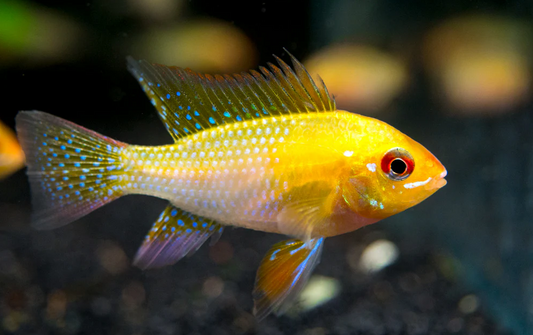 Gold Ram Cichlid