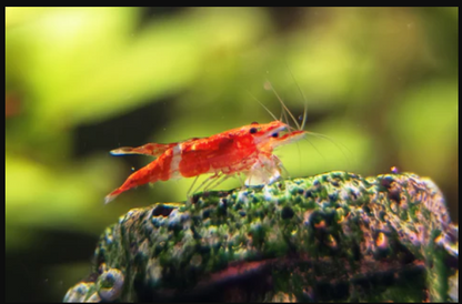 Cherry Shrimp