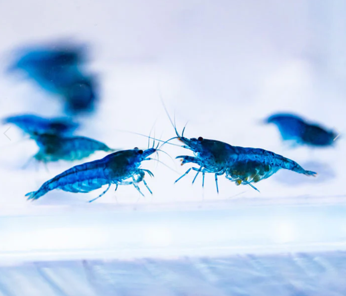 Blue Velvet Shrimp