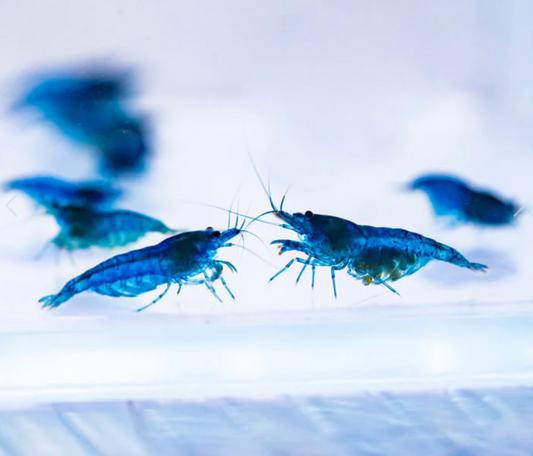 Blue Velvet Shrimp