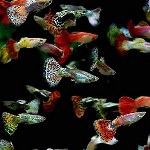 Assorted Fancy Guppies (5 pack)