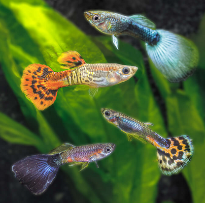 Assorted Fancy Guppies