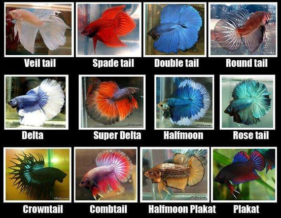 Exotic Random Betta