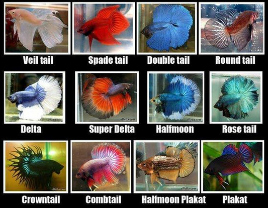 Exotic Random Betta