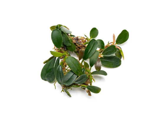 Bucephalandra Brownie Phoenix