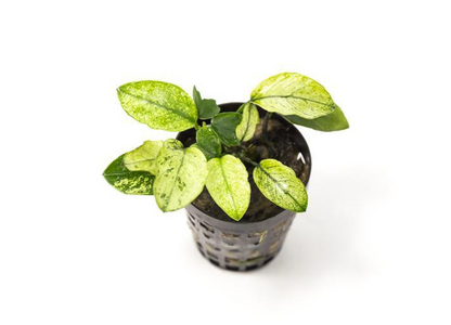 Anubias Nana Pinto