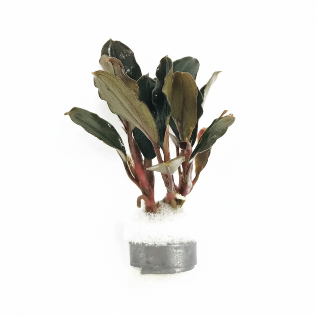 Brownie Ghost