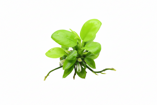Anubias Golden