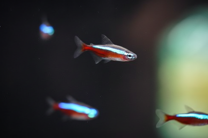 Cardinal Tetra