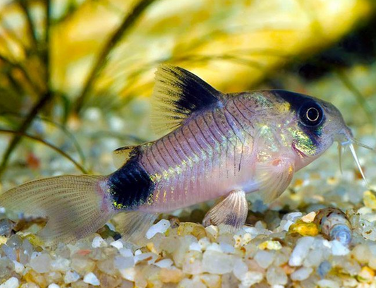 Panda Cory  (Pack of 3)