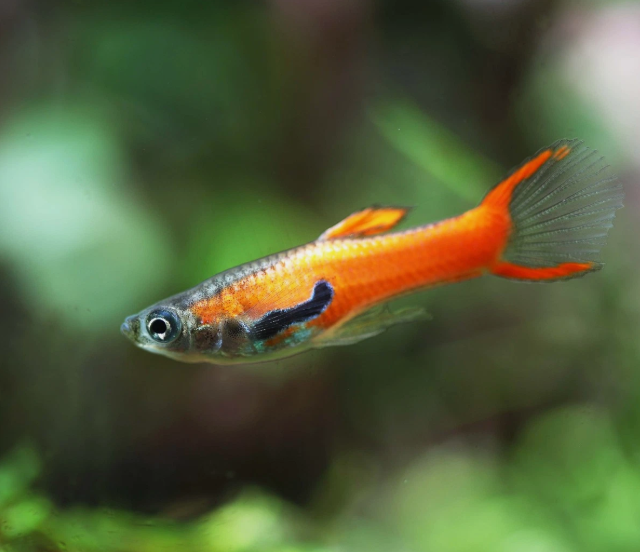 Red Scarlet Endler (Males)