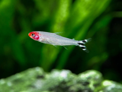 Rummy Nose Tetra