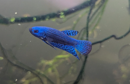 Blue Alien Betta