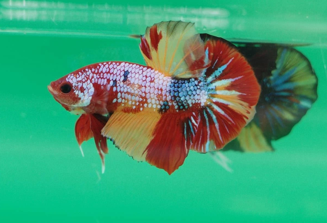 Galaxy Betta (Random Pick)
