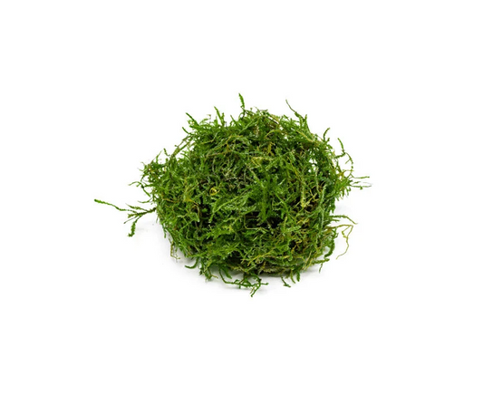 Java Moss