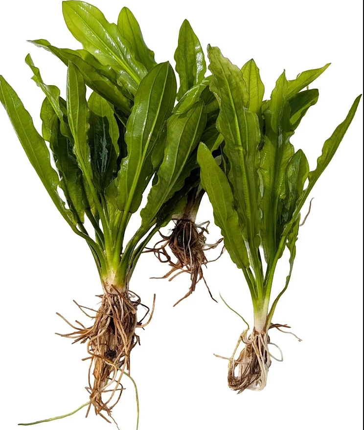 Ruffle Sword (Echinodorus Martii)