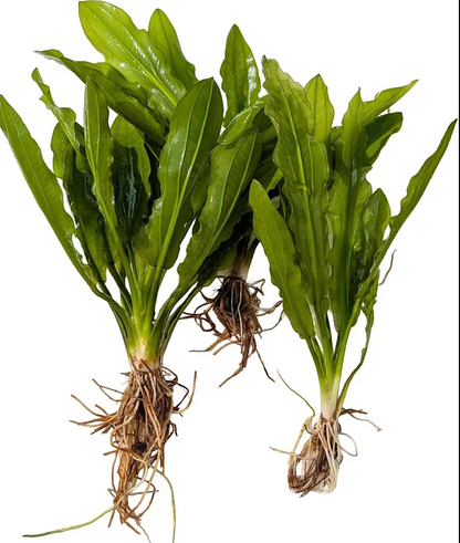 Ruffle Sword (Echinodorus Martii)