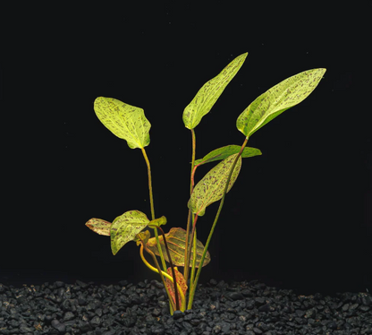Ozelot Red Sword (Echinodorus Ozelot)