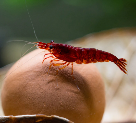 Bloody Mary Shrimp (5+1 pack)(out of stock)
