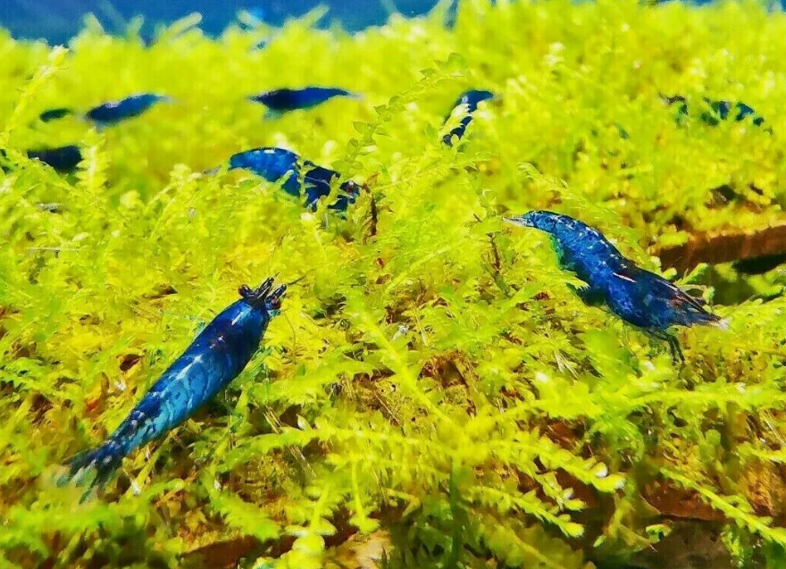 Blue Velvet Shrimp