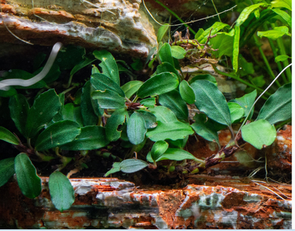 Bucephalandra Brownie Phoenix