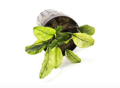 Anubias Nana Pinto