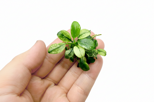 Anubias Nana Pinto