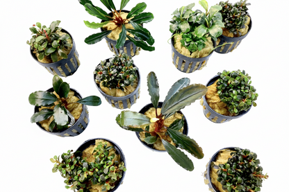 Bucephalandra Random Pick