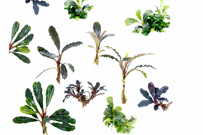 Bucephalandra Random Pick
