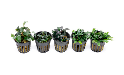 Bucephalandra Starter Pack