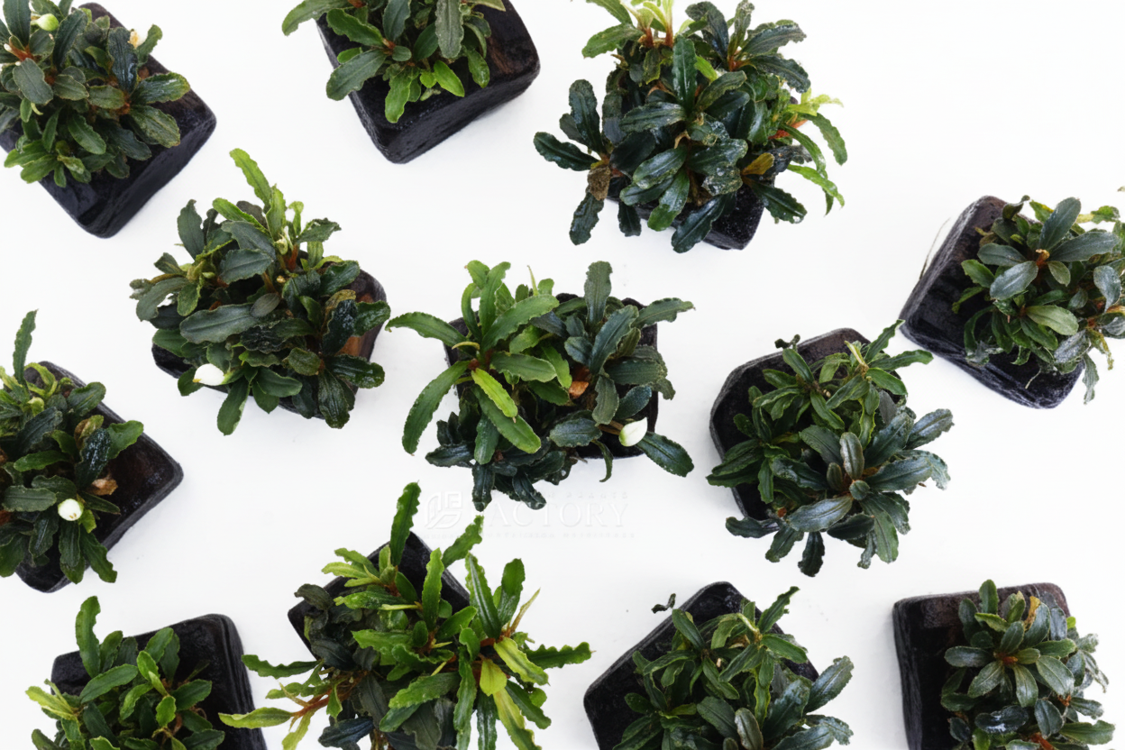 Bucephalandra Random Pick