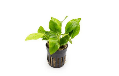 Anubias Golden