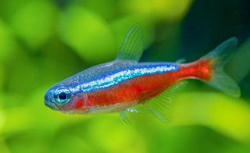 Cardinal Tetra