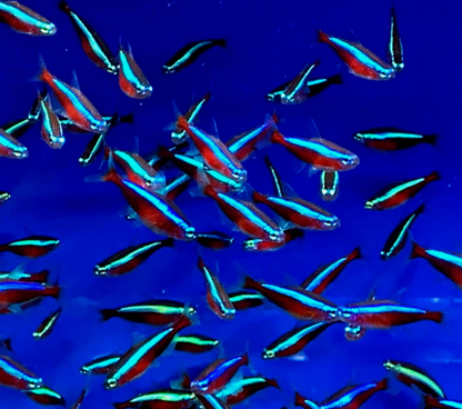 Cardinal Tetra