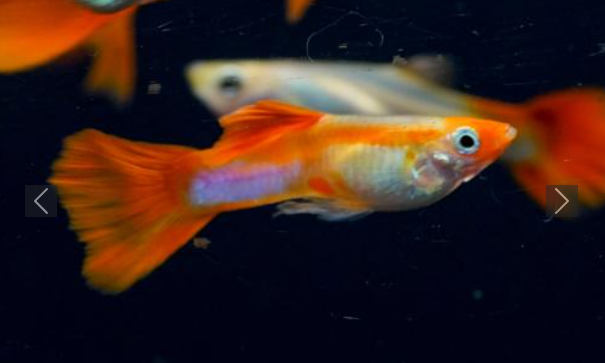Koi Guppy