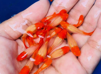 Koi Guppy