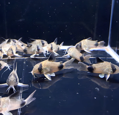 Panda Cory  (Pack of 3)