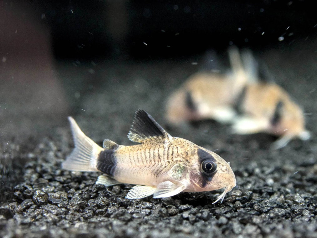Panda Cory  (Pack of 3)